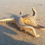 Imagem relacionada a Homem filma uma estrela do mar andando