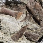 Imagem relacionada a Encontrado fóssil de tiranossauro quase completo em Utah