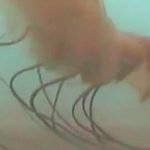 Imagem relacionada a Imagens raras mostram "medusa ártica" misteriosa