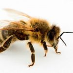 Imagem relacionada a Abelhas podem ser destras e canhotas, assim como nós