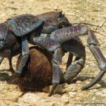 Imagem relacionada a Amelia Earhart foi comida por caranguejos gigantes?