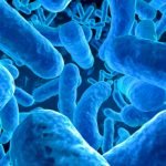 Imagem relacionada a 5 fontes veganas de probióticos