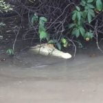 Imagem relacionada a Crocodilo branco avistado na Austrália