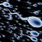 Imagem relacionada a Pesquisadores usam esperma para entregar medicamentos contra o câncer