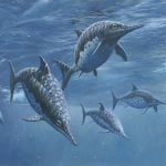 Imagem relacionada a Fóssil de Ichthyosaurus encontrado ao lado de sua presa