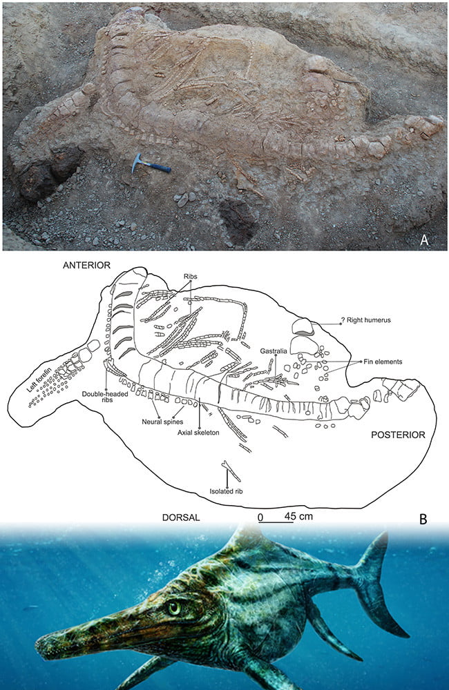 Imagem relacionada a Fóssil de Ichthyosaurus encontrado ao lado de sua presa