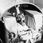 Imagem relacionada a Primeiro cachorro no espaço foi lançado há 60 anos
