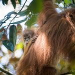 Imagem relacionada a Nova espécie de orangotango descoberta em Sumatra