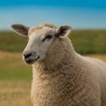 Imagem relacionada a Ovelhas são capazes de reconhecer rostos humanos