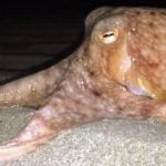 Imagem relacionada a Polvos poderiam um dia dominar o mundo?