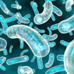 Imagem relacionada a O que são Probióticos?