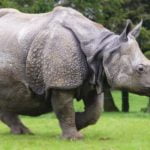 Imagem relacionada a Desastres na conservação ambiental