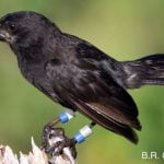 Imagem relacionada a Cientistas observam a evolução dos pássaros em tempo real