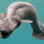 Imagem relacionada a Tubarão pré-histórico encontrado na costa de Portugal