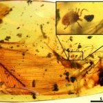 Imagem relacionada a Parasitos cheios de sangue encontrados presos em âmbar