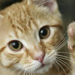 Imagem relacionada a Homem enfrenta prisão por usar um gato vivo como arma