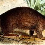 Imagem relacionada a Mamífero "extinto" encontrado vivo na Austrália