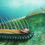 Imagem relacionada a Cientistas da China descobrem minhoca bizarra