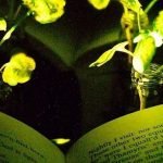 Imagem relacionada a Árvores brilhantes podem substituir as luzes da rua