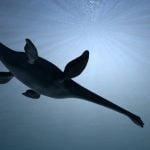 Imagem relacionada a Fóssil de Plesiossauro descoberto na Antártida