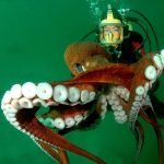 Imagem relacionada a Novas espécies de polvos gigantes foram descobertos