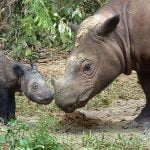 Imagem relacionada a Rinoceronte raro tem estado em perigo por 9 mil anos
