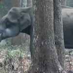 Imagem relacionada a Mistério envolve "elefante fumegante" na Índia