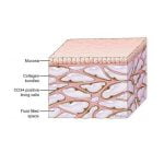 Imagem relacionada a Cientistas descobriram um novo órgão humano