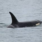 Imagem relacionada a Baleia-jubarte filmada espirrando um arco-íris