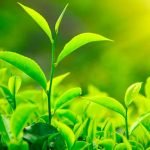 Imagem relacionada a Plantas terrestres chegaram muito antes do que se pensava