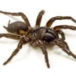 Imagem relacionada a Cientistas treinam aranha para pular sob demanda