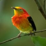 Imagem relacionada a Asteroide que dizimou os dinossauros matou a maioria das espécies de aves