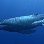 Imagem relacionada a O que é o barulho do oceano?