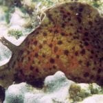 Imagem relacionada a Cientistas realizam 'transplante de memória' em caracóis