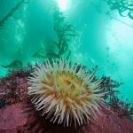 Imagem relacionada a Quantas espécies vivem no oceano?