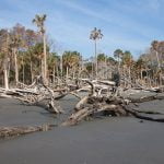 Imagem relacionada a O que é uma floresta fantasma?