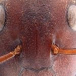 Imagem relacionada a Nova espécie de formiga explode para proteger a colônia