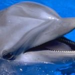 Imagem relacionada a Cientistas tentam medir a felicidade dos golfinhos