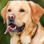 Imagem relacionada a Startup de Harvard quer reverter o envelhecimento em cães