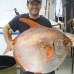 Imagem relacionada a Todos os peixes são de sangue frio?