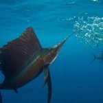 Imagem relacionada a Qual é o peixe mais rápido no oceano?