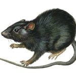 Imagem relacionada a Ilhas australianas fechadas devido a invasão de ratos