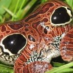 Imagem relacionada a Minúsculo sapo tem uma parte traseira inflável venenosa