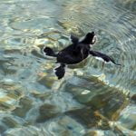 Imagem relacionada a Como diferenciar uma tartaruga marinha macho ou fêmea?