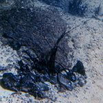 Imagem relacionada a O que é um vazamento de óleo?