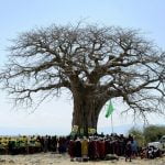 Imagem relacionada a Árvores mais antigas da África morrem sem explicações