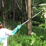 Imagem relacionada a Planta invasora gigante está se espalhando pelos EUA