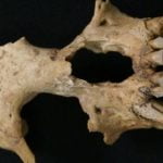 Imagem relacionada a Macaco misterioso descoberto dentro de túmulo chinês