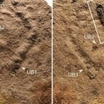 Imagem relacionada a Estas são as pegadas de animais mais antigas do mundo