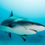 Imagem relacionada a Rodovia de tubarões descoberto no Pacífico